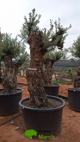 OLEA EUROPAEA BONSAI C600L 100/120 HT200/250