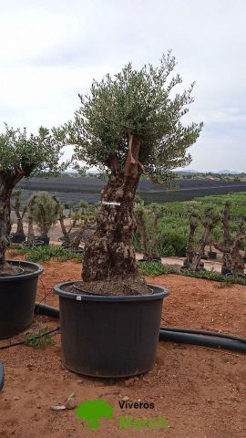 OLEA EUROPAEA BONSAI C600L 100/120 HT200/250