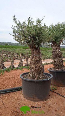 OLEA EUROPAEA BONSAI C600L 100/120 HT200/250