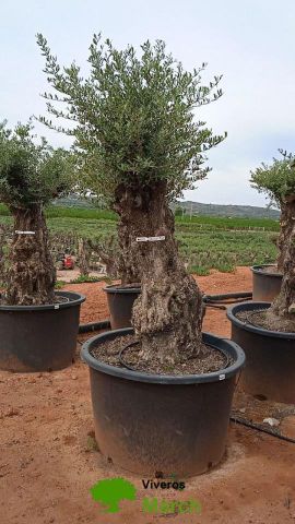 OLEA EUROPAEA BONSAI C600L 100/120 HT200/250