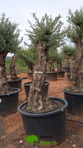 OLEA EUROPAEA BONSAI C600L 100/120 HT200/250