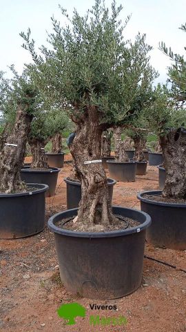 OLEA EUROPAEA BONSAI C600L 100/120 HT200/250