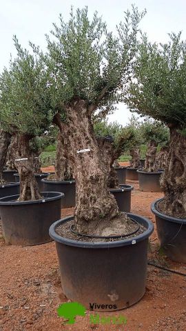 OLEA EUROPAEA BONSAI C600L 100/120 HT200/250