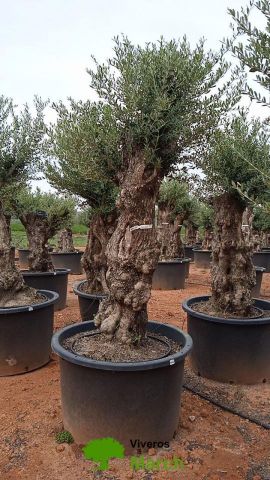 OLEA EUROPAEA BONSAI C600L 100/120 HT200/250