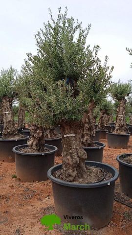 OLEA EUROPAEA BONSAI C600L 100/120 HT200/250