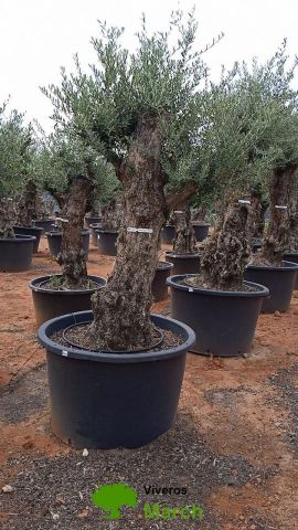OLEA EUROPAEA BONSAI C600L 100/120 HT200/250