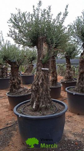 OLEA EUROPAEA BONSAI C600L 100/120 HT200/250