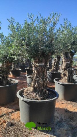 OLEA EUROPAEA BONSAI C600L 100/120 HT200/250
