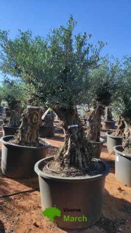 OLEA EUROPAEA BONSAI C600L 100/120 HT200/250