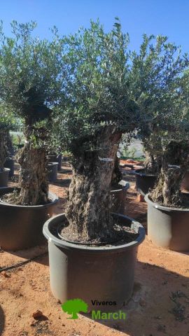 OLEA EUROPAEA BONSAI C600L 100/120 HT200/250