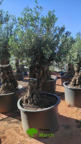 OLEA EUROPAEA BONSAI C600L 100/120 HT200/250