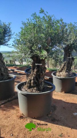OLEA EUROPAEA BONSAI C600L 100/120 HT200/250