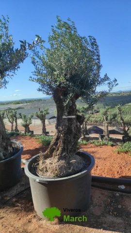 OLEA EUROPAEA BONSAI C600L 100/120 HT200/250
