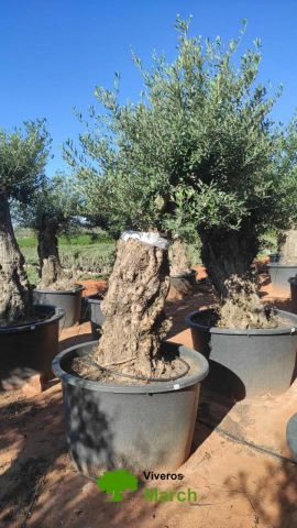 OLEA EUROPAEA BONSAI C600L 100/120 HT200/250