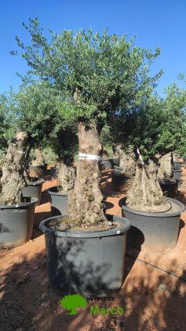 OLEA EUROPAEA BONSAI C600L 100/120 HT200/250