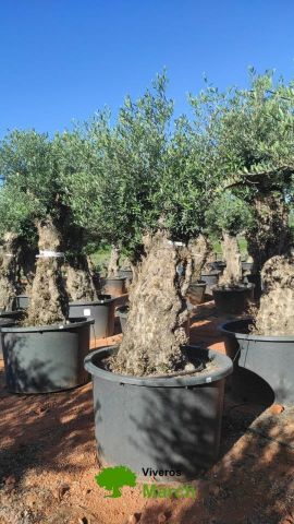 OLEA EUROPAEA BONSAI C600L 100/120 HT200/250