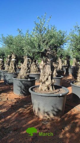 OLEA EUROPAEA BONSAI C600L 100/120 HT200/250