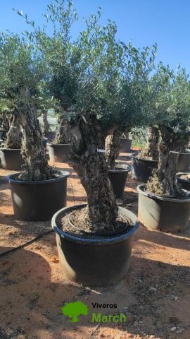 OLEA EUROPAEA BONSAI C600L 100/120 HT200/250