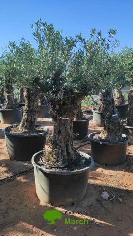 OLEA EUROPAEA BONSAI C600L 100/120 HT200/250