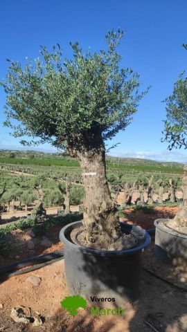 OLEA EUROPAEA BONSAI C600L 100/120 HT200/250