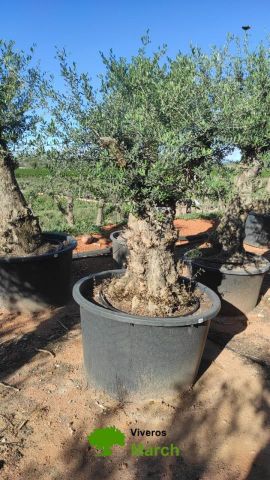 OLEA EUROPAEA BONSAI C600L 100/120 HT200/250