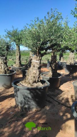 OLEA EUROPAEA BONSAI C600L 100/120 HT200/250