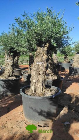 OLEA EUROPAEA BONSAI C600L 100/120 HT200/250