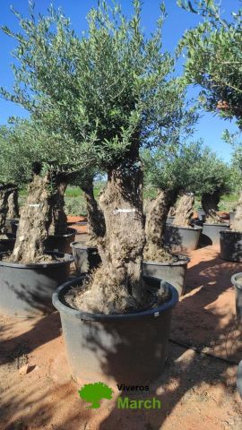 OLEA EUROPAEA BONSAI C600L 100/120 HT200/250