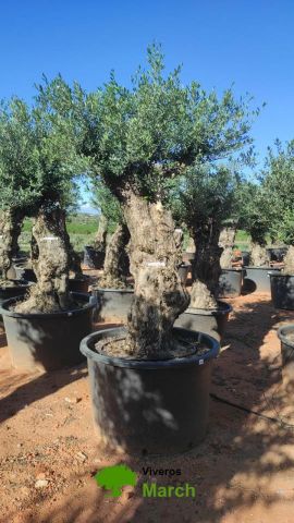 OLEA EUROPAEA BONSAI C600L 100/120 HT200/250
