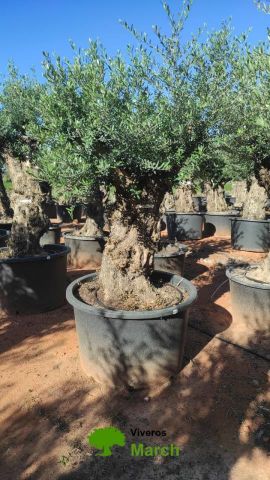 OLEA EUROPAEA BONSAI C600L 100/120 HT200/250