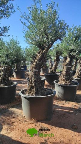 OLEA EUROPAEA BONSAI C600L 100/120 HT200/250