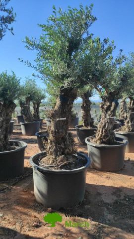 OLEA EUROPAEA BONSAI C600L 100/120 HT200/250