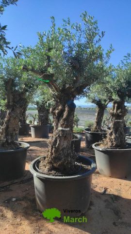 OLEA EUROPAEA BONSAI C600L 100/120 HT200/250
