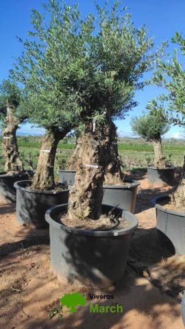 OLEA EUROPAEA BONSAI C600L 100/120 HT200/250