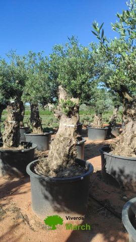 OLEA EUROPAEA BONSAI C600L 100/120 HT200/250