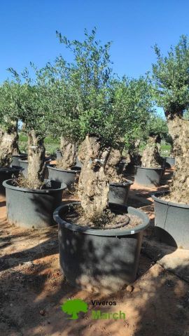 OLEA EUROPAEA BONSAI C600L 100/120 HT200/250