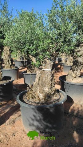OLEA EUROPAEA BONSAI C600L 100/120 HT200/250