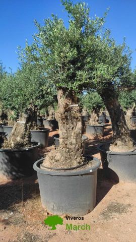 OLEA EUROPAEA BONSAI C600L 100/120 HT200/250