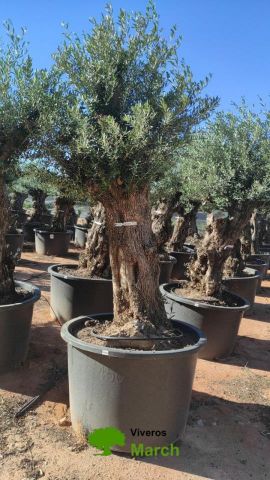 OLEA EUROPAEA BONSAI C600L 100/120 HT200/250