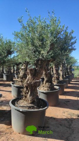 OLEA EUROPAEA BONSAI C600L 100/120 HT200/250