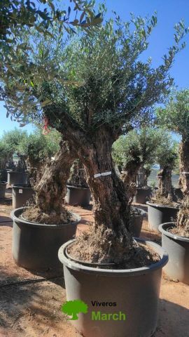 OLEA EUROPAEA BONSAI C600L 100/120 HT200/250