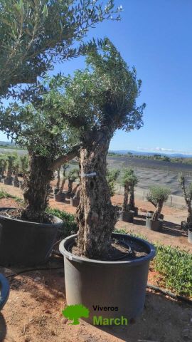 OLEA EUROPAEA BONSAI C600L 100/120 HT200/250