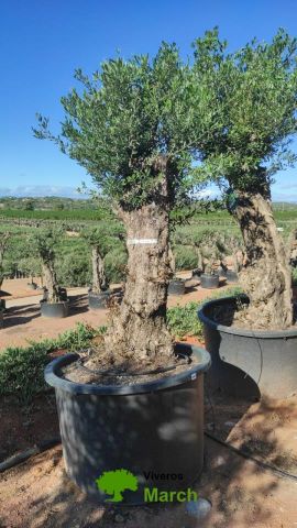 OLEA EUROPAEA BONSAI C600L 100/120 HT200/250