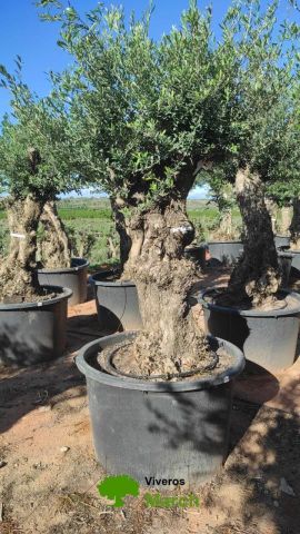 OLEA EUROPAEA BONSAI C600L 100/120 HT200/250