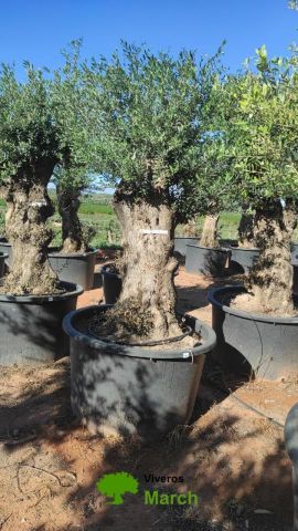 OLEA EUROPAEA BONSAI C600L 100/120 HT200/250