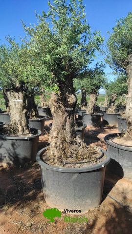 OLEA EUROPAEA BONSAI C600L 100/120 HT200/250
