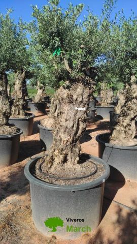 OLEA EUROPAEA BONSAI C600L 100/120 HT200/250