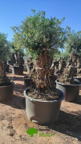 OLEA EUROPAEA BONSAI C600L 100/120 HT200/250