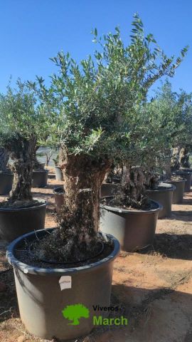 OLEA EUROPAEA BONSAI C600L 100/120 HT200/250