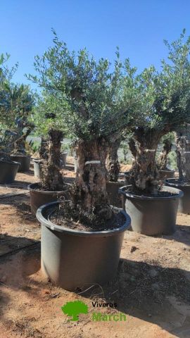 OLEA EUROPAEA BONSAI C600L 100/120 HT200/250